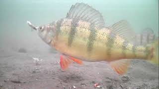 Underwater camera ice fishing highlights for perch and walleye [upl. by Ylro]