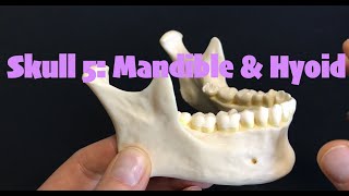 Skull 5 Mandible amp Hyoid [upl. by Llennoj602]