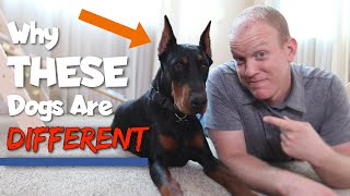 6 Ways Dobermans Are Different From Other Dogs [upl. by Rehprotsirhc61]