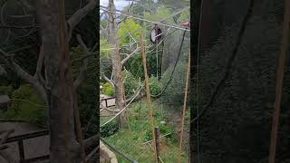 WHITE HANDED GIBBON TREE MONKEY HABITAT [upl. by Coraline]