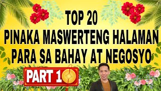 20 Pinaka Maswerteng Halaman para sa Bahay at Negosyo  PART 1 [upl. by Maillliw529]