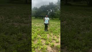 Groundnut Farming [upl. by Allemaj]