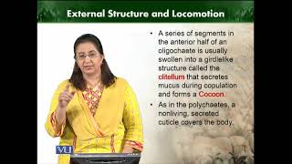 Class Oligochaete  Animal Diversity Invertebrates  ZOO512TTopic104 [upl. by Elexa]