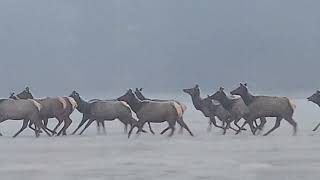 Running Elk near Cusick [upl. by Leahkim]