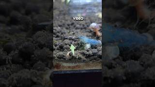 Dealing with Planaria Worms in a shrimp tank Part 2 Planaria traps vs No Planaria [upl. by Sholeen]