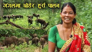 जंगलमा छोडेर हुर्रा पालन   Boarpig hybridHurra farming in Nepal [upl. by Yelruc668]