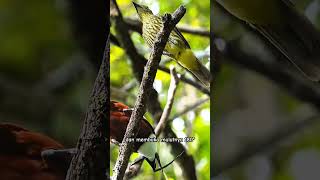 Threewattled Bellbird  Procnias tricarunculatus birds parrot [upl. by Nagram173]