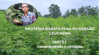 Leucaena Proteína barata y de calidad para su rebaño Parte I Generalidades [upl. by Burdelle]