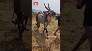 bull Team Andhra Don likeforlikes viralshorts subscribe ytviral [upl. by Tansy]