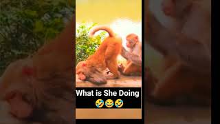 What Is She Doing funny comedy jokes wildlife funnyanimals assistantdirectorwildlife memes [upl. by Rehtse]