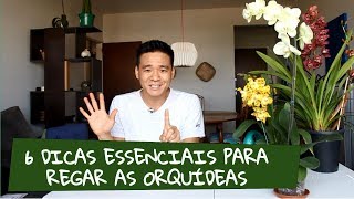 6 Dicas para regar as orquídeas [upl. by Havelock]