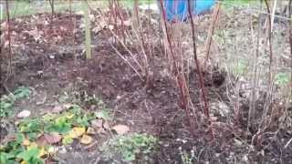 Christmas Eve  My Organic Permaculture Allotment Update 2 [upl. by Aratahs845]