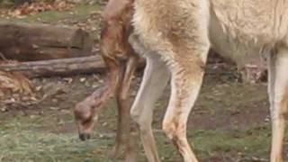 Vikunja Geburt  Vicuña gives birth at Zoo Vienna [upl. by Nikolai]