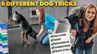 Unleash the Wow Factor 5 Easy Dog Tricks to Impress Your Friends [upl. by Andres884]