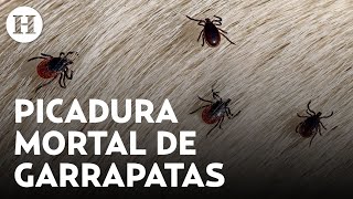 ¿Muerte por garrapata Estos son los síntomas de la rickettsia enfermedad que mató a 2 niños en NL [upl. by Launamme]