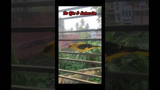 Indian Golden Oriole viralvideo viralshorts viralreels birdslover birdsounds orioles nature [upl. by Bautram940]