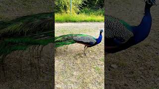 💞💞 beautiful peacock 🦚🦚 peacockcall birds peacock nature peacockbeauty wildlife peacocks [upl. by Ardekan368]