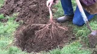 Planting a Bareroot Fruit Tree [upl. by Adiela87]