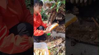 Harvesting honey nuture new  honey harvest honey nature life [upl. by Wymore]