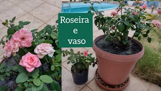 plantar uma roseira maior em um vaso pequeno vai dá certo Ep 543 [upl. by Elliven]