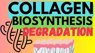 Collagen  Biosynthesis and Degradation [upl. by Grimaud831]