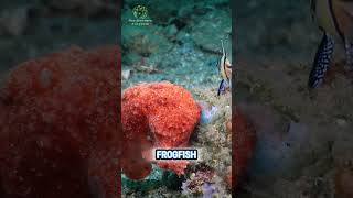 A LUREing Appearance  Warty Frogfish [upl. by Juli]