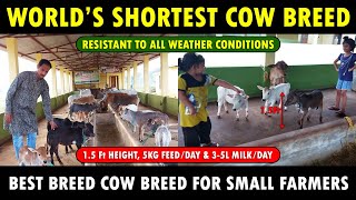 Worlds SHORTEST Cow Breed  15 Feet Height and 3 to 5 Liter Milk per Day  PUNGANUR COW [upl. by Leffen]