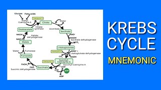 KREBS CYCLE  EASY Mnemonic  How to Memorize the Steps of the Krebs Cycle  Citric Acid Cycle [upl. by Nurav]