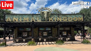 🔴Live An Animal Kingdom Morning with Animals Characters amp More  Walt Disney World  6524 [upl. by Bautista]