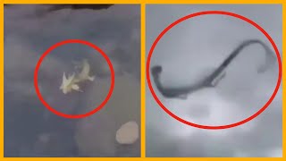 5 Chinese Dragons Caught on Camera amp Spotted in Real Life 2 [upl. by Reffinej]