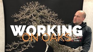 Working on Oaks [upl. by Edyaw]