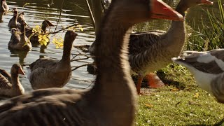 Geese parade in Saint Nazaire France goose parade saintnazaire [upl. by Enrichetta]