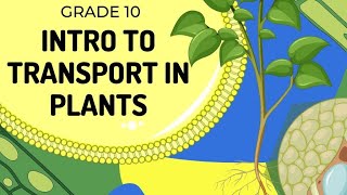 Transportation in plants  Class 10th  Concepts [upl. by Nessim]