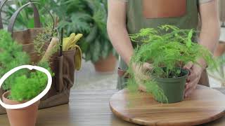 How to Grow and Care for Asparagus Fern [upl. by Lerred]