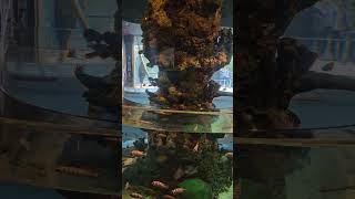 African Cichlid Tank built in Saltwater Tank Together ripleysaquarium [upl. by Chud916]