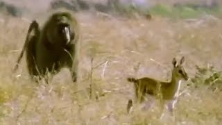 Baboon vs Baby Gazelle  Be An Animal  BBC Earth [upl. by Lissy]