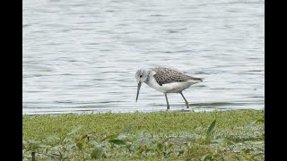 Greenshank Berry Fen Cambridgeshire 15924 [upl. by Theressa]