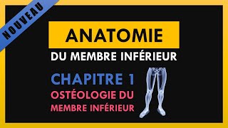 Anatomie Du Membre Inférieur  Chapitre 1  Ostéologie du membre inférieur [upl. by Anglo53]