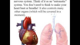 Peripheral Nervous System [upl. by Ymarej]