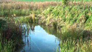 Permakultur WaldWasserGarten quotEinjochquot Waldgarten mit Teichlandschaft [upl. by Elodea]