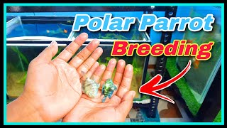 🤩 Polar Parrot Fish Breeding Setup 🤩  Buying New Fish From Local Aquarium Shop [upl. by Aniala]