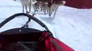 Shaver Lake Dog Sledding Day 1 Part 1 [upl. by Zitella762]