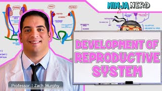 Embryology  Development of Reproductive System [upl. by Aina852]