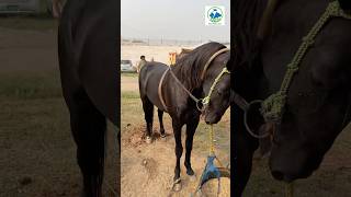 Horse Most Popular Horse Beautiful Breeding Horse horse horsetraining [upl. by Lita]