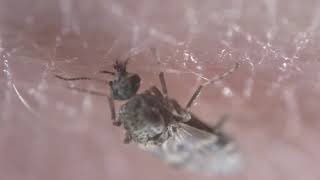 Culicoides nubeculosus adult feeding [upl. by Lightman]