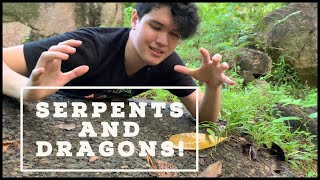 Venomous SERPENTS and modern day DRAGONS 33 [upl. by Ninehc]