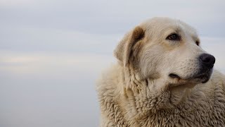 Golden Retriever Behavior Explained  Understand Your Pup [upl. by Donetta905]