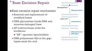 166Mismatch amp Base Excision Repair [upl. by Yrak]