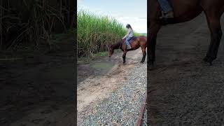 First She Was Scared Of The Puddle Then She Wanted To Play In It 😂😂 horse justlikejade ottb [upl. by Kcirtapnhoj504]