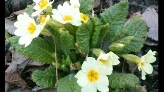 primula vulgaris pierwiosnek bezłodygowy [upl. by Arria]